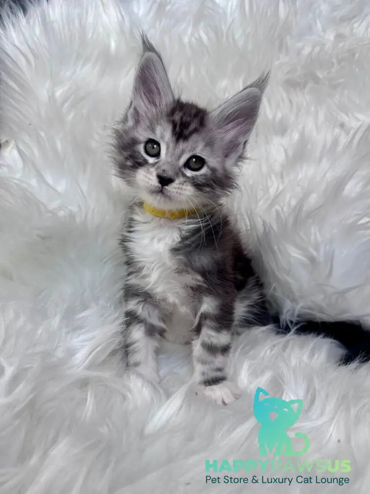 Cooper Maine Coon male black silver tabby bicolour - live animals