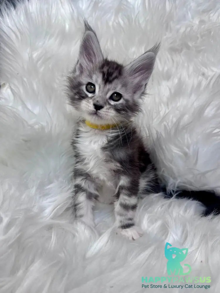 Cooper Maine Coon male black silver tabby bicolour - live animals