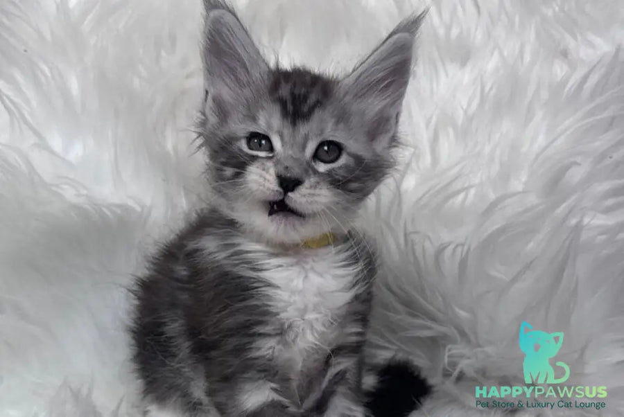 Cooper Maine Coon male black silver tabby bicolour - live animals