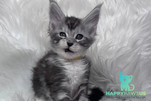 Cooper Maine Coon male black silver tabby bicolour - live animals