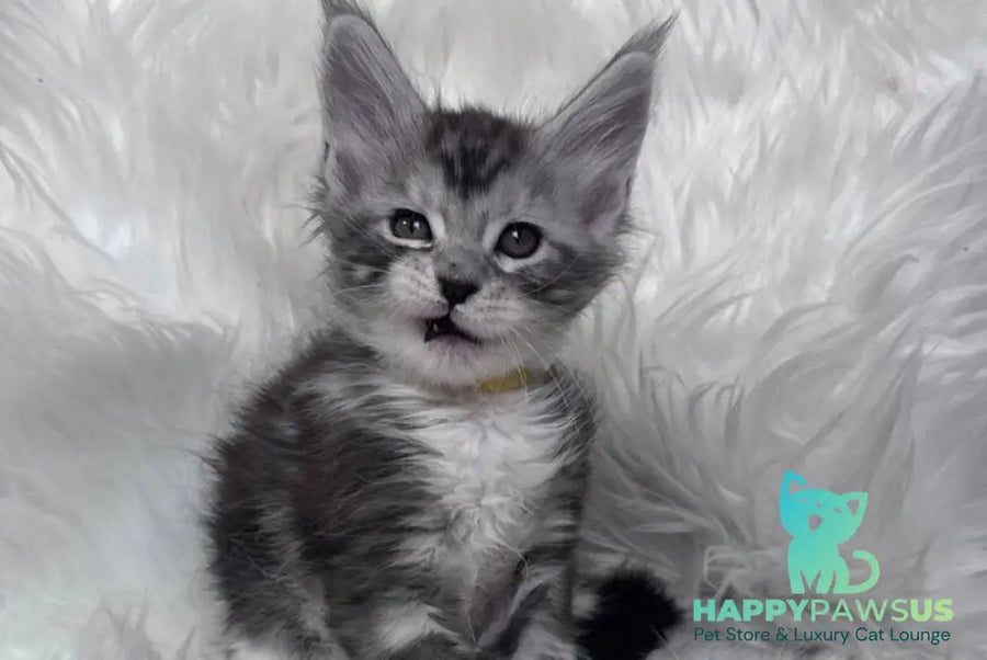 Cooper Maine Coon male black silver tabby bicolour - live animals