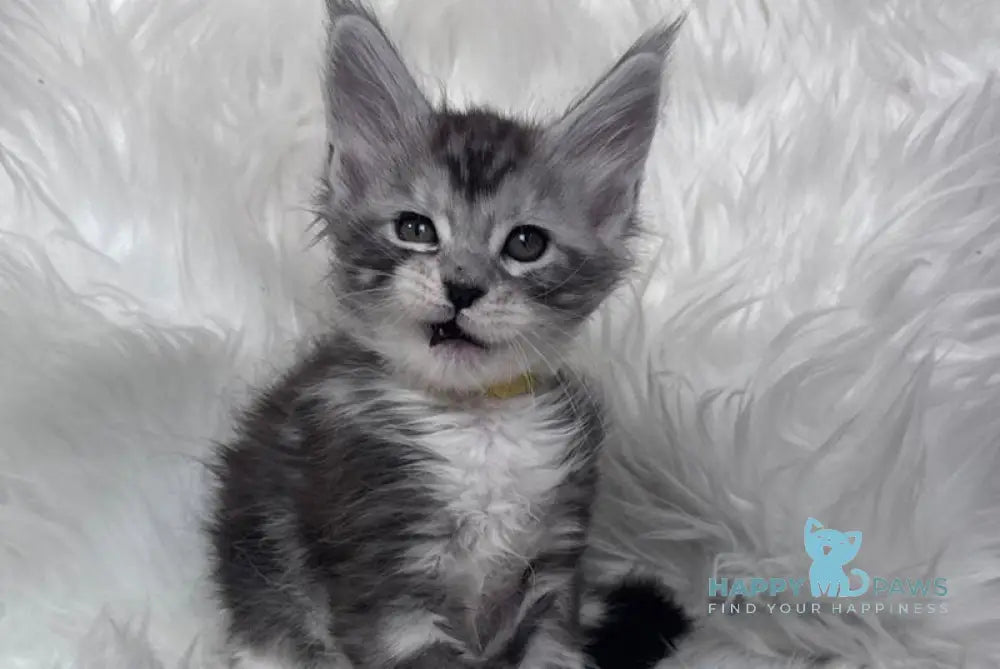 Cooper Maine Coon male black silver tabby bicolour - live animals