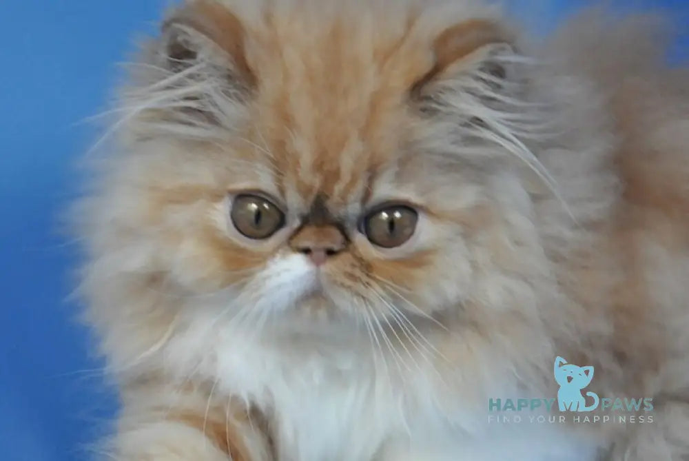 Cooper Persian male red tabby with white live animals