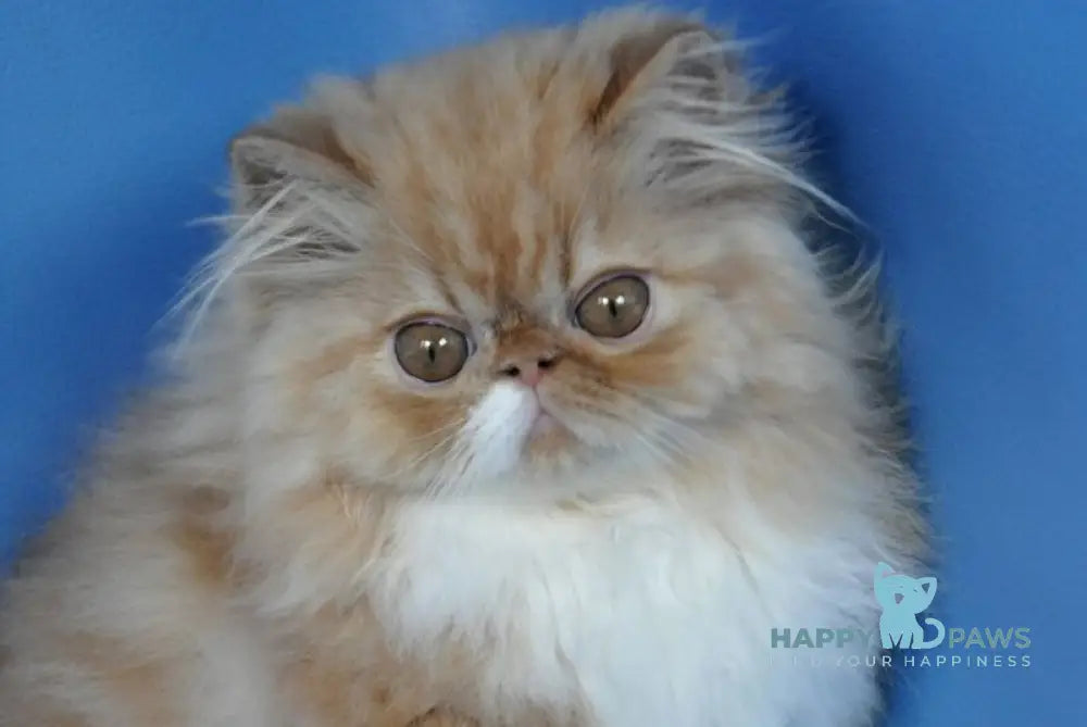 Cooper Persian male red tabby with white live animals