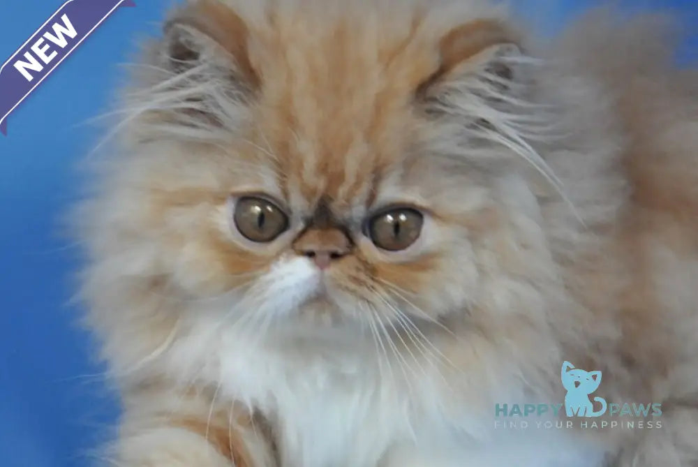 Cooper Persian male red tabby with white live animals
