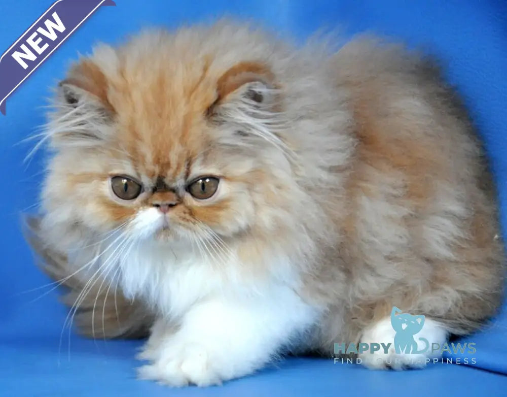 Cooper Persian male red tabby with white live animals