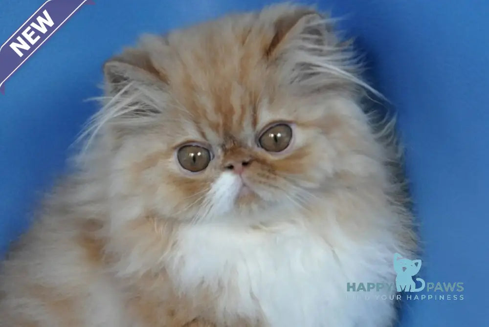 Cooper Persian male red tabby with white live animals