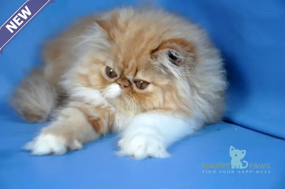 Cooper Persian male red tabby with white live animals