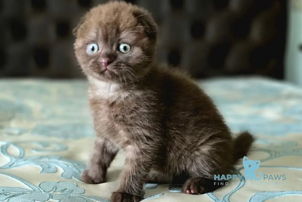 Cooper Scottish Fold male chocolate live animals
