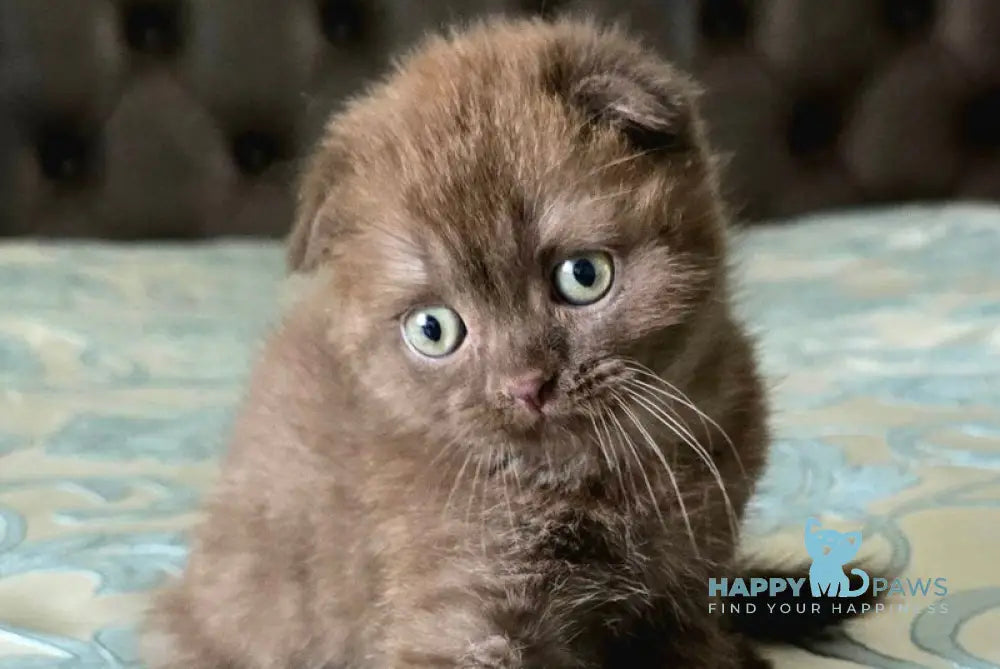 Cooper Scottish Fold male chocolate live animals
