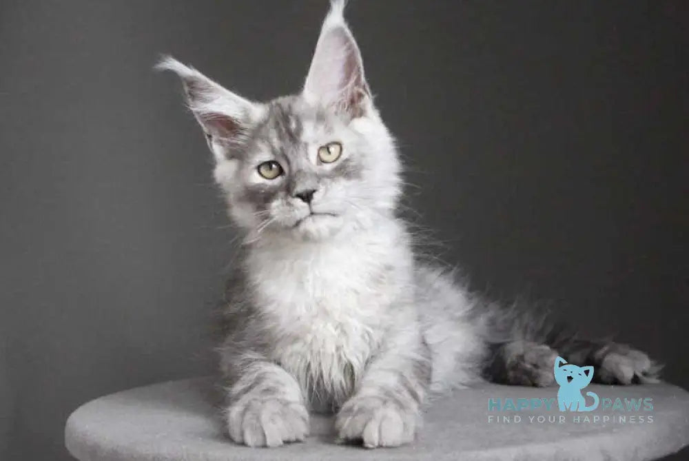 Copernius Maine Coon male black silver - live animals