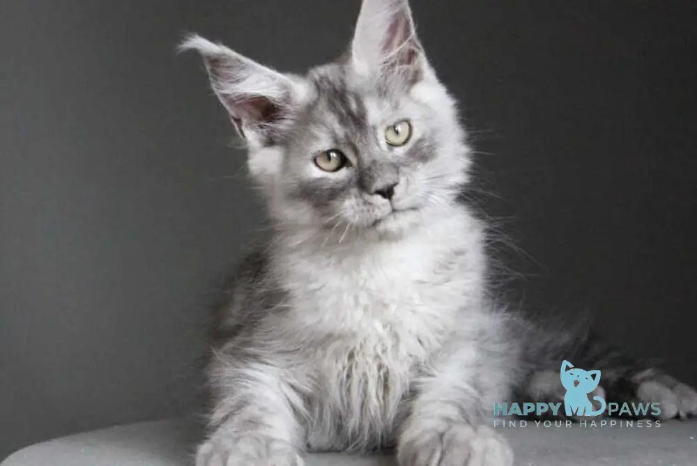 Copernius Maine Coon male black silver - live animals