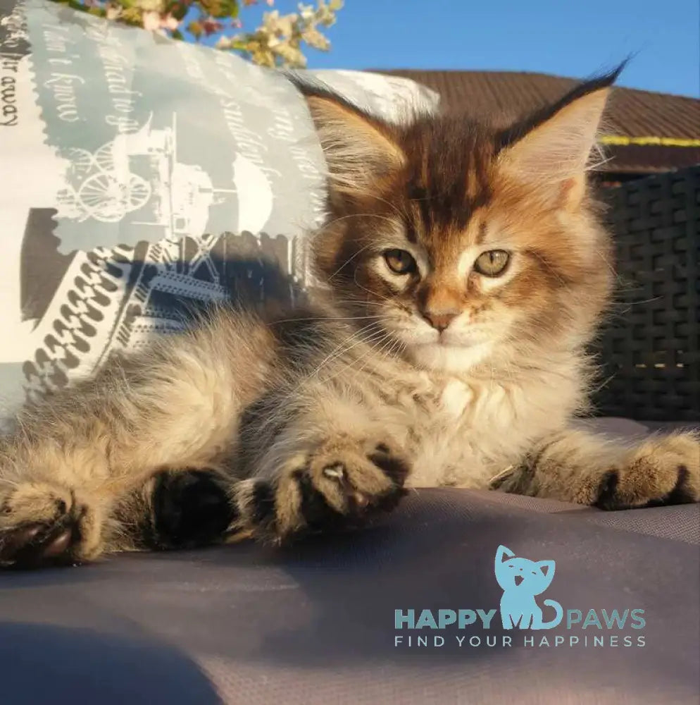 Cophia Maine Coon female black ticked tabby live animals