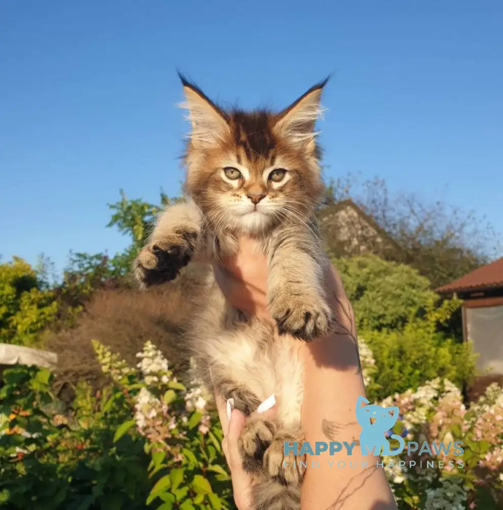 Cophia Maine Coon female black ticked tabby live animals