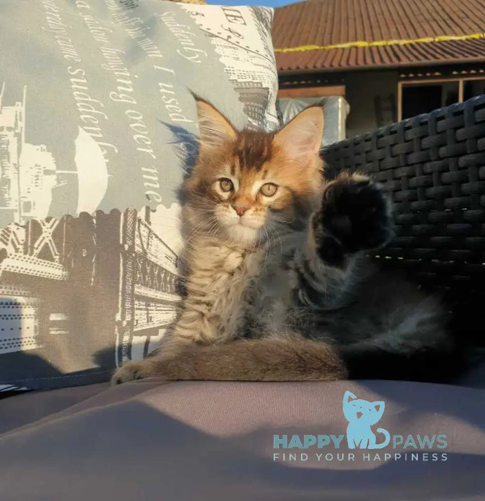 Cophia Maine Coon female black ticked tabby live animals