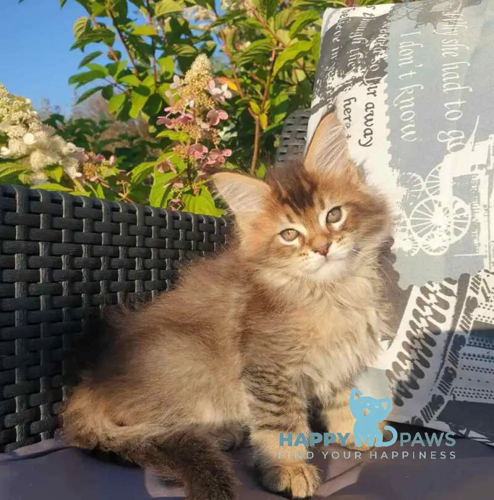 Cophia Maine Coon female black ticked tabby live animals