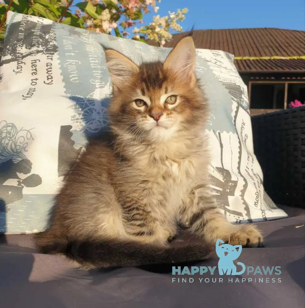Cophia Maine Coon female black ticked tabby live animals