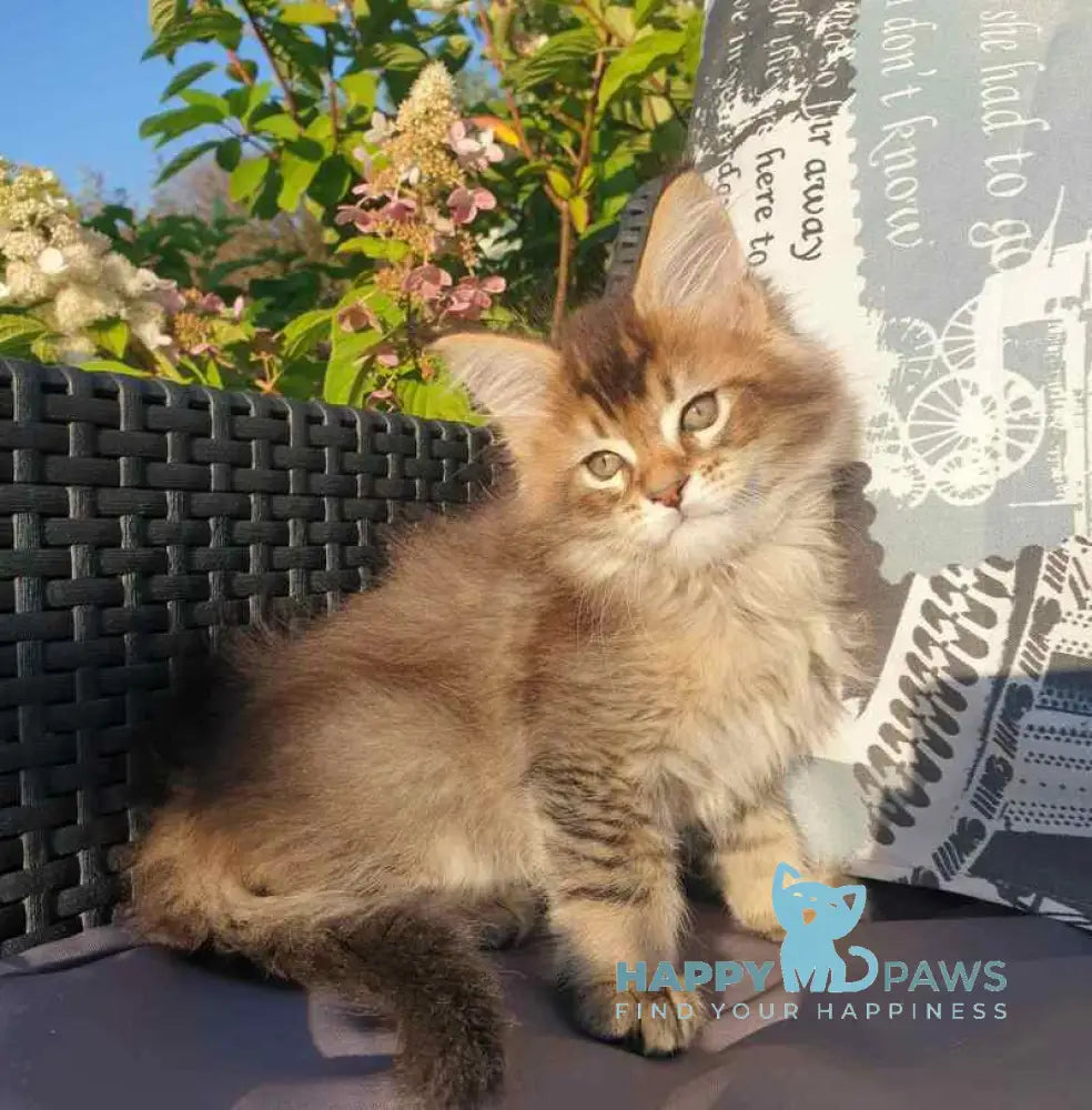 Cophia Maine Coon female black ticked tabby live animals