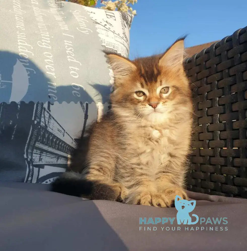 Cophia Maine Coon female black ticked tabby live animals