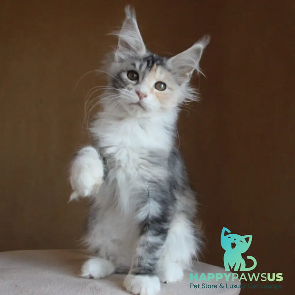 Coquette Maine Coon female black tortie silver tabby with white - live animals