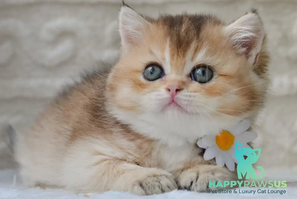 Cоra British Shorthair female black golden ticked tabby - live animals