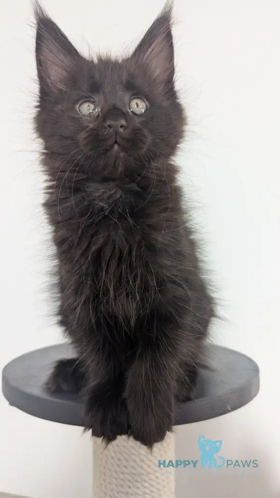 Cora Maine Coon female black live animals