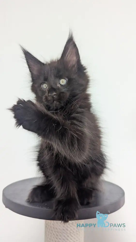Cora Maine Coon female black live animals