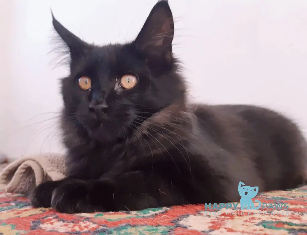 Cora Maine Coon female black live animals