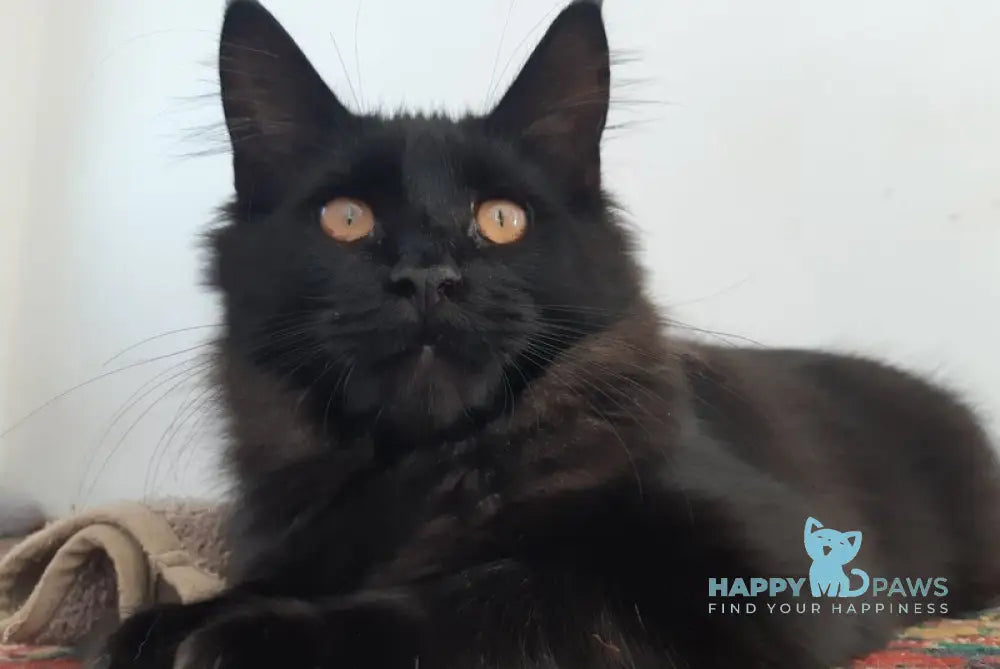 Cora Maine Coon female black live animals