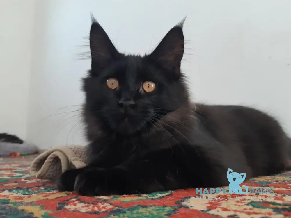 Cora Maine Coon female black live animals