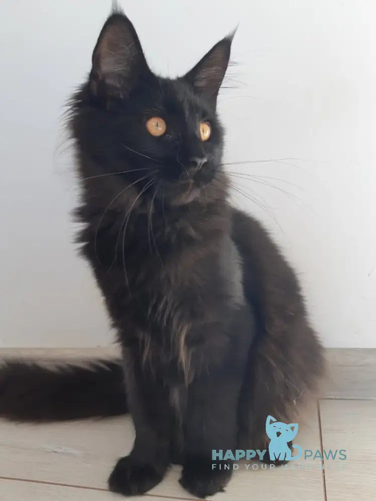 Cora Maine Coon female black live animals