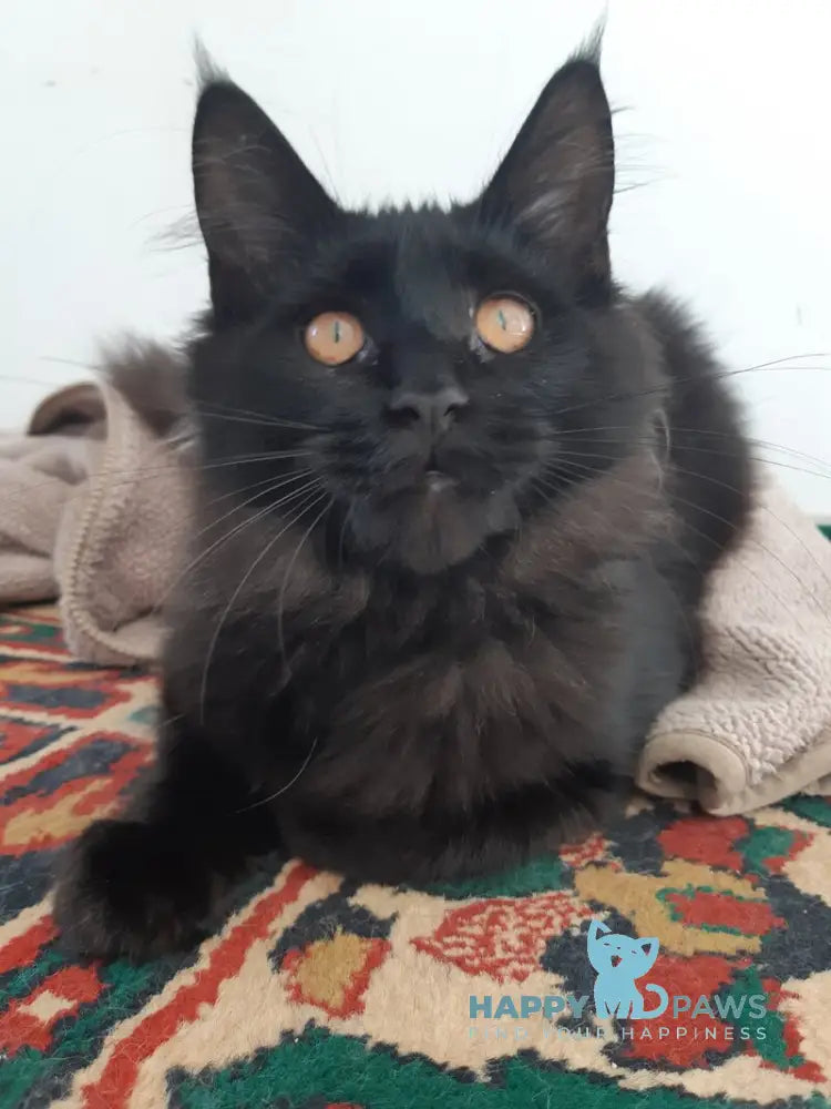 Cora Maine Coon female black live animals