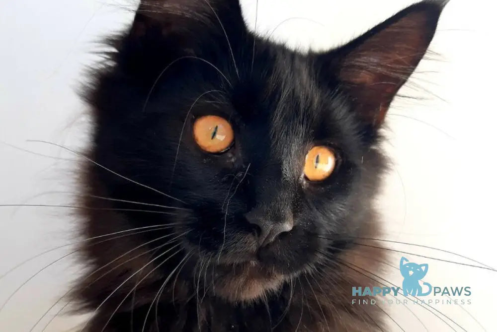 Cora Maine Coon female black live animals