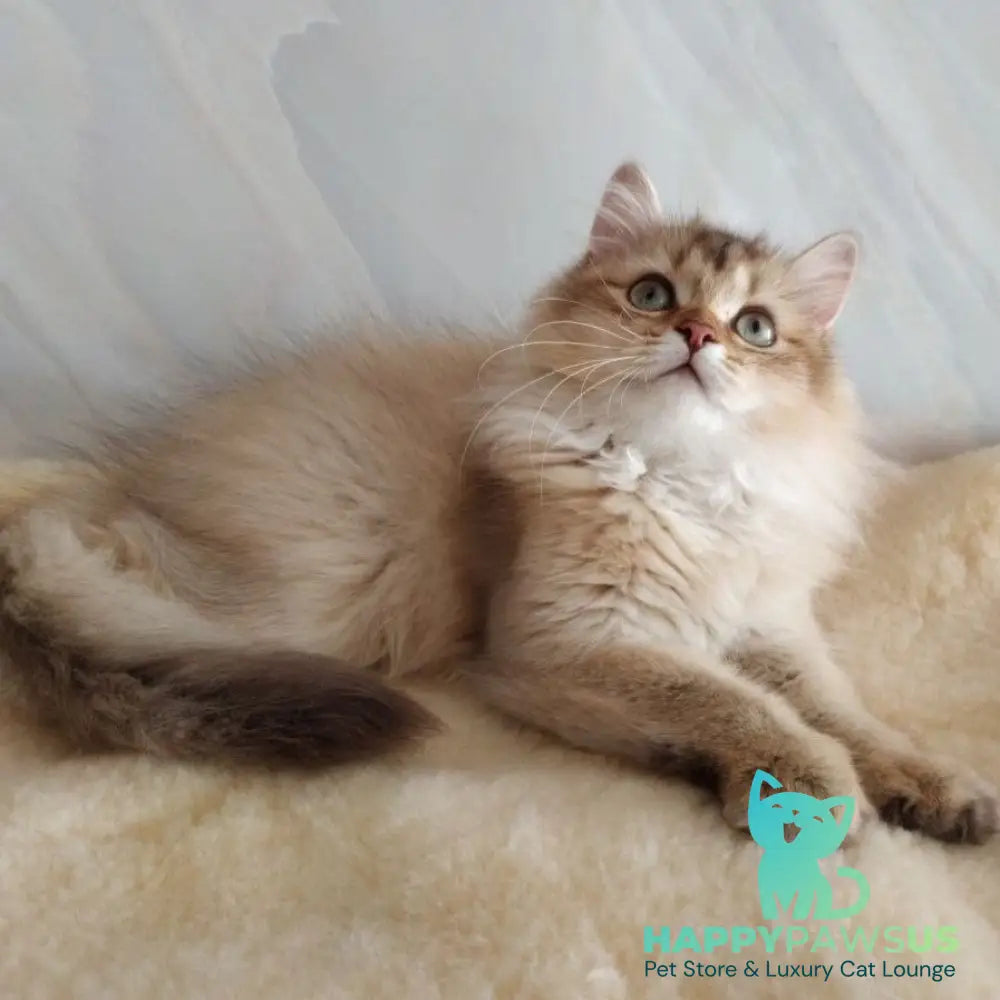 Corby Scottish Straight male chocolate golden ticked tabby - live animals