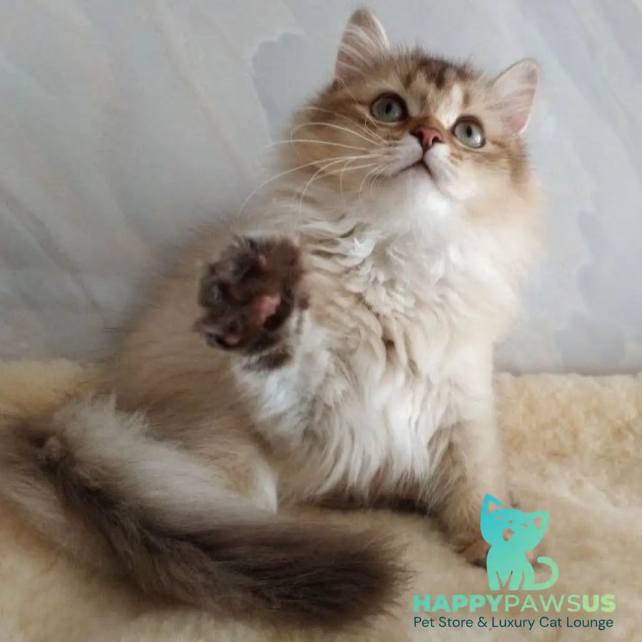 Corby Scottish Straight male chocolate golden ticked tabby - live animals