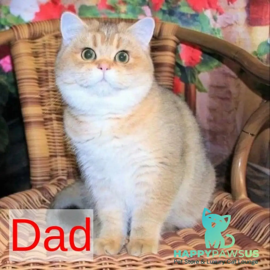Corby Scottish Straight male chocolate golden ticked tabby - live animals