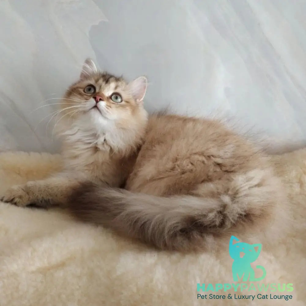 Corby Scottish Straight male chocolate golden ticked tabby - live animals