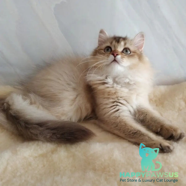 Corby Scottish Straight male chocolate golden ticked tabby - live animals