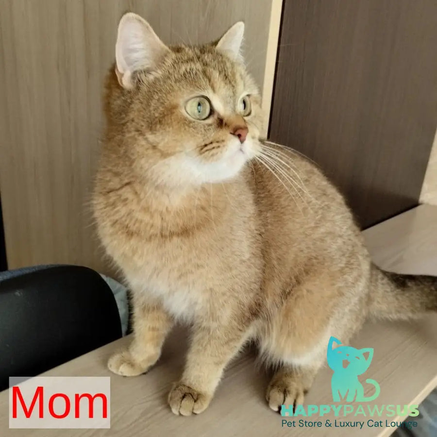 Corby Scottish Straight male chocolate golden ticked tabby - live animals