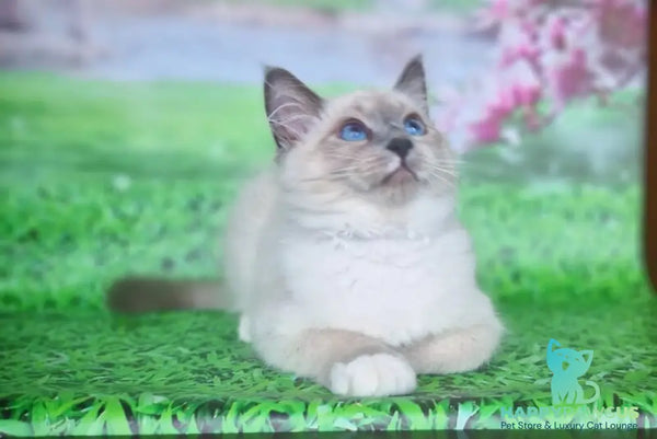 Corby Siberian male blue with white pointed - live animals