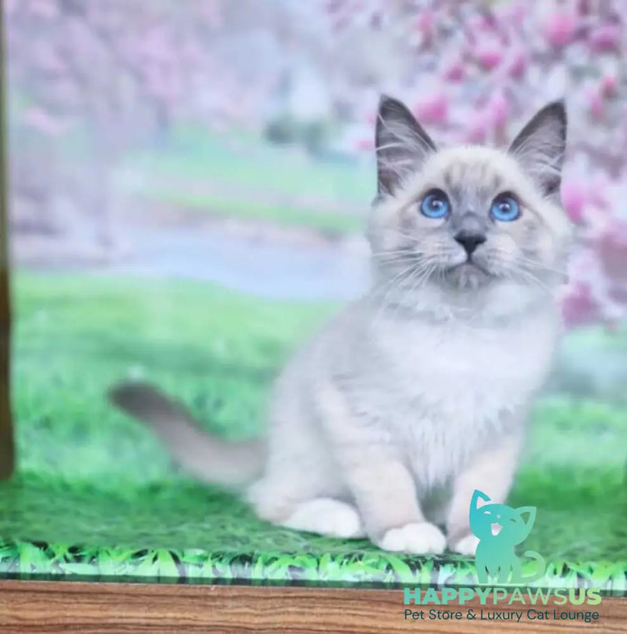 Corby Siberian male blue with white pointed - live animals