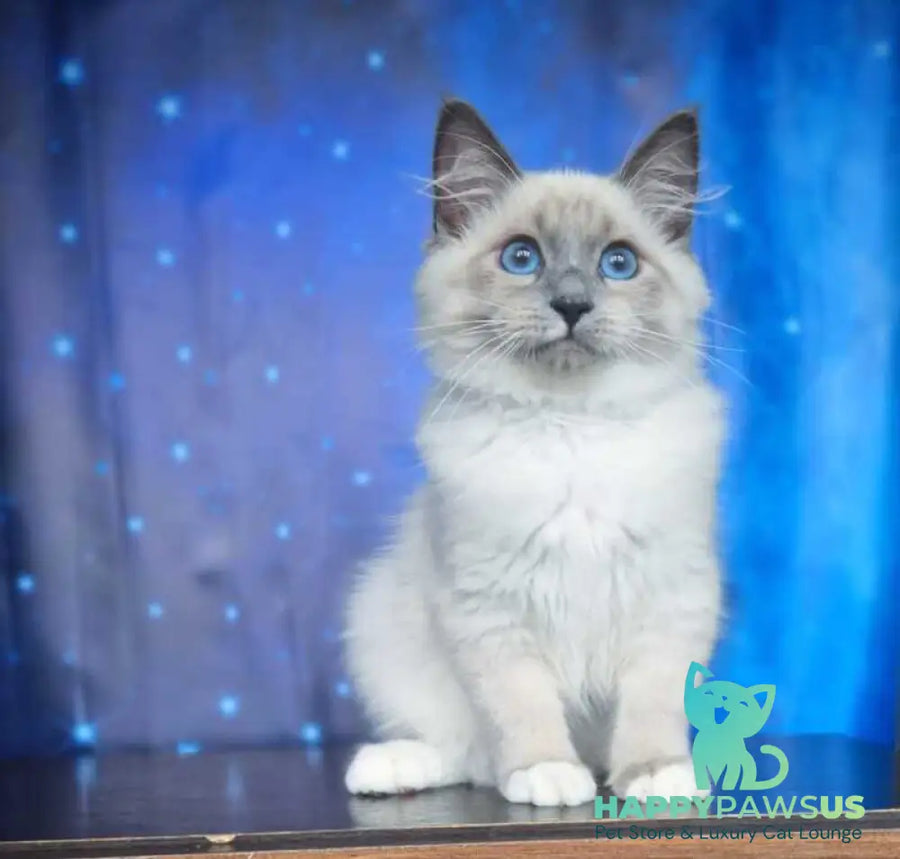 Corby Siberian male blue with white pointed - live animals