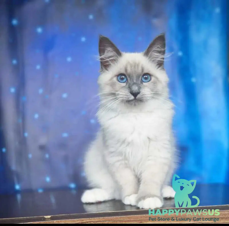 Corby Siberian male blue with white pointed - live animals