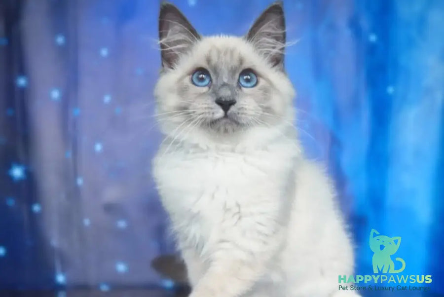 Corby Siberian male blue with white pointed - live animals