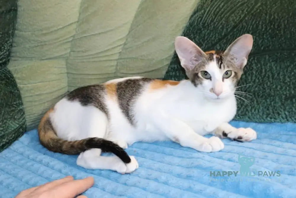 Cordelia Oriental Shorthair Female Black Tortie Bicolour Live Animals