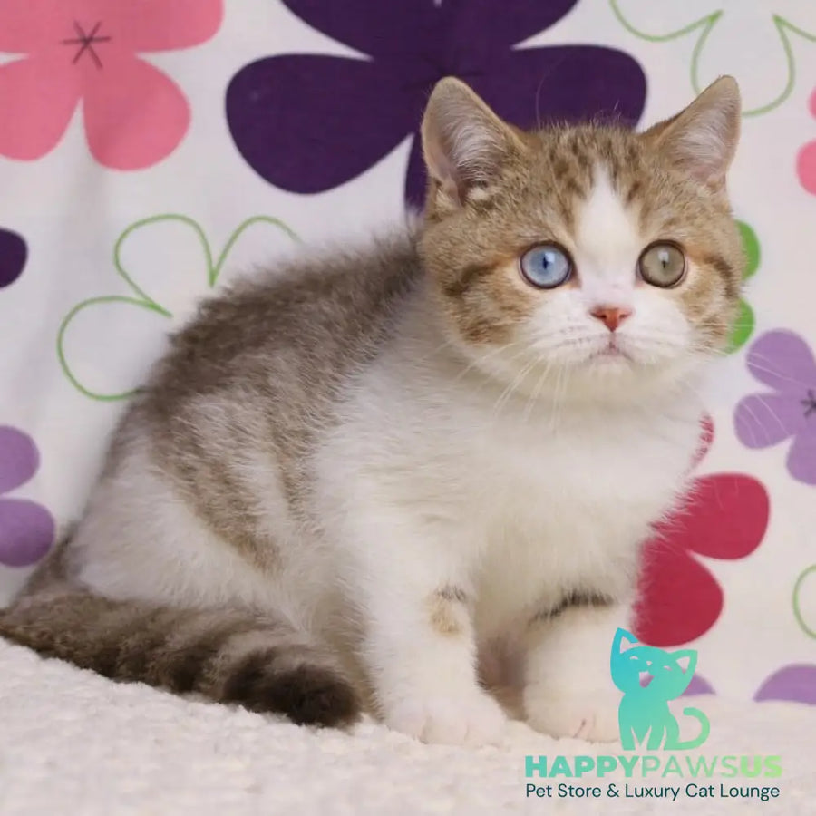 Cosmic British Shorthair male chocolate spotted tabby bicolour - live animals