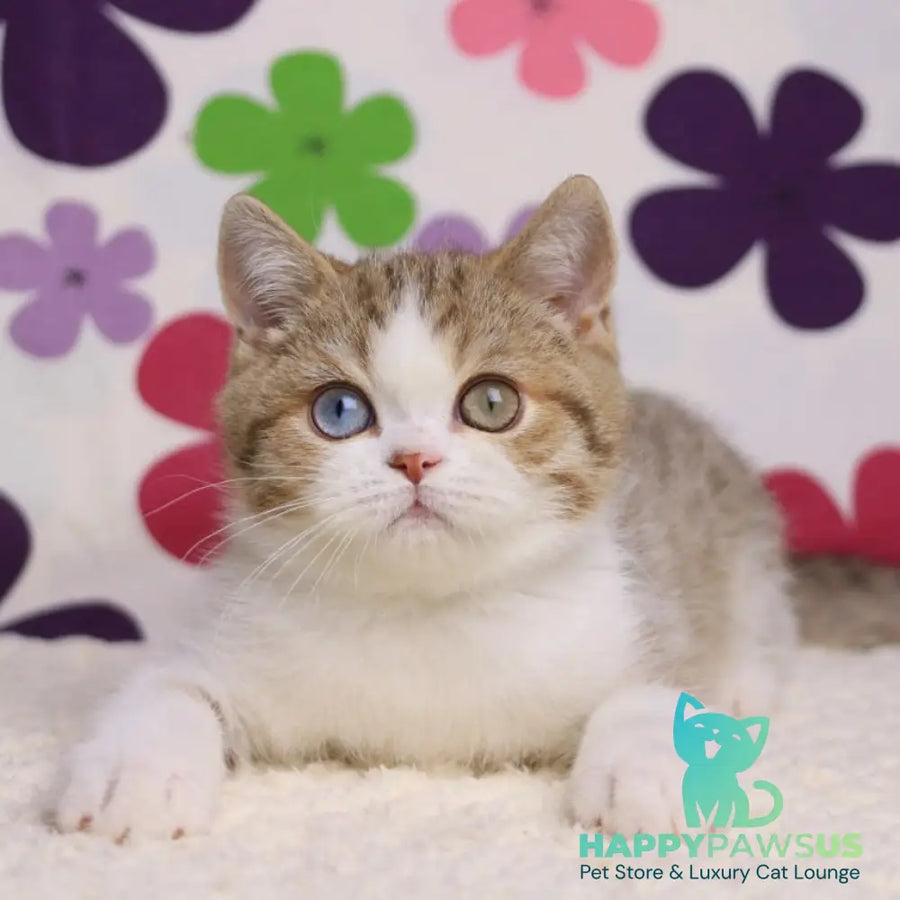 Cosmic British Shorthair male chocolate spotted tabby bicolour - live animals