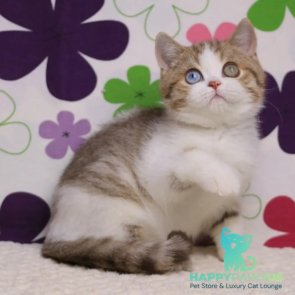 Cosmic British Shorthair male chocolate spotted tabby bicolour - live animals