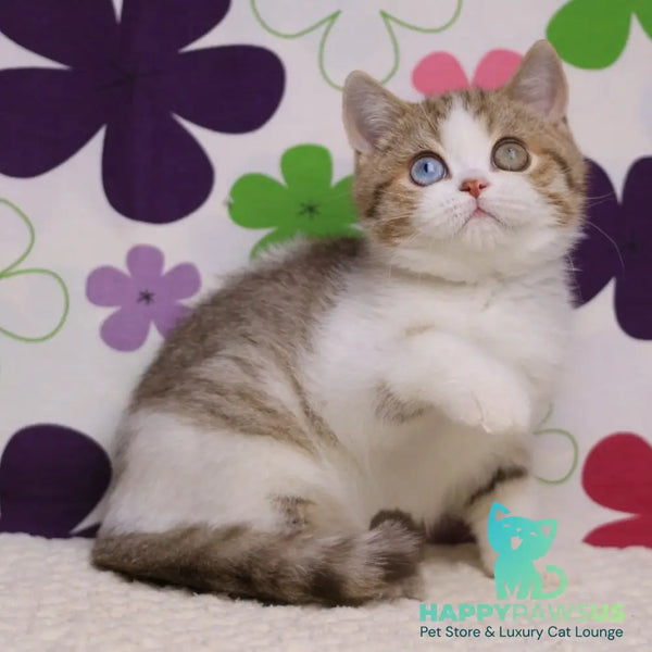 Cosmic British Shorthair male chocolate spotted tabby bicolour - live animals