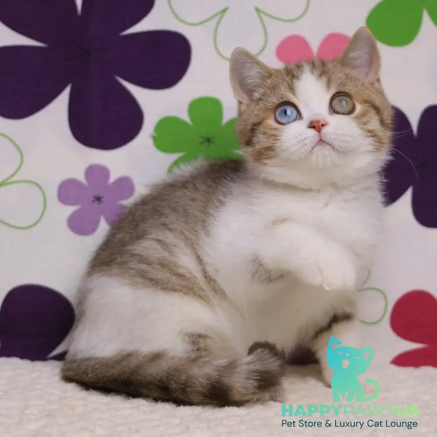 Cosmic British Shorthair male chocolate spotted tabby bicolour - live animals